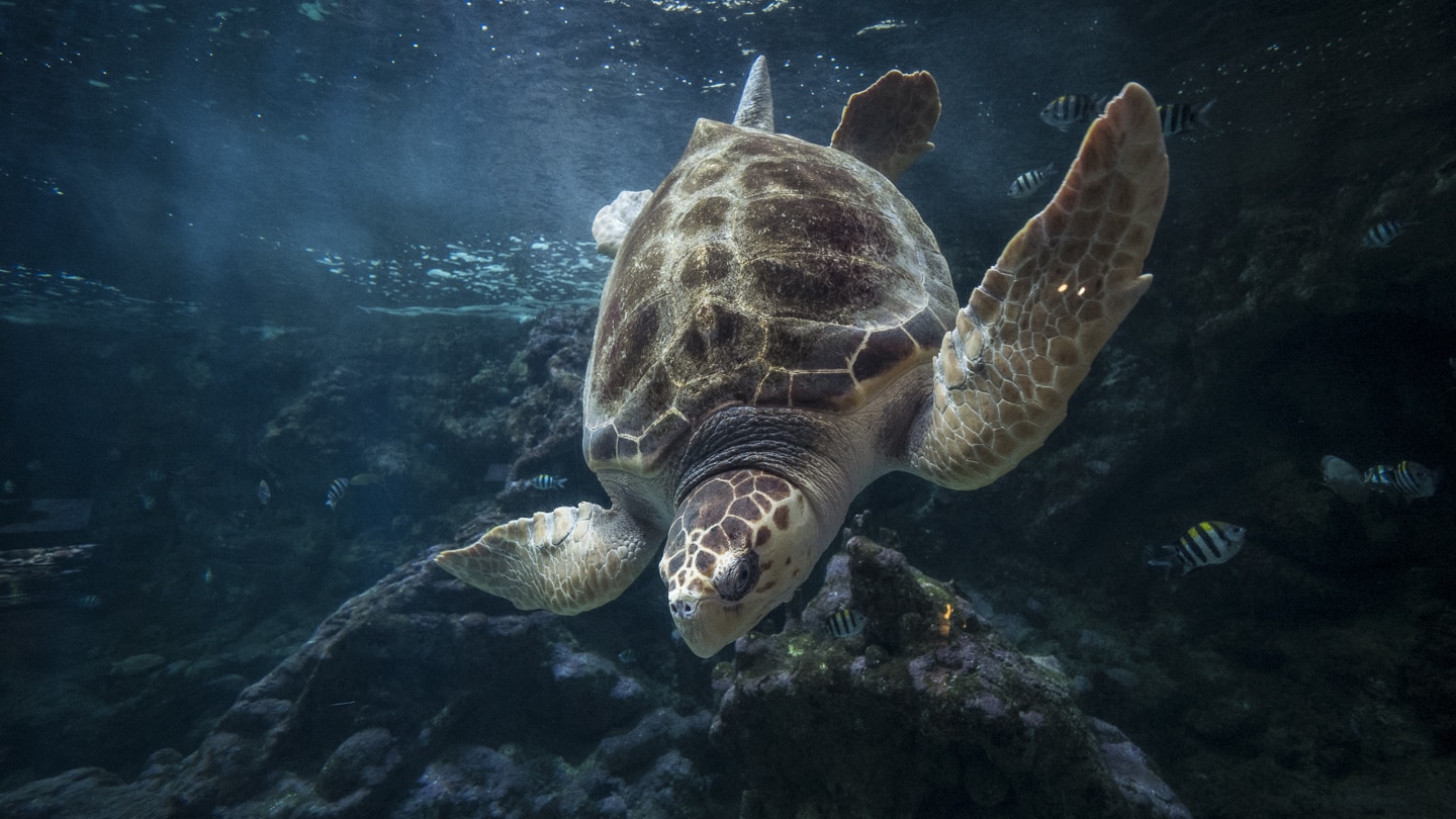 océanopolis tortue