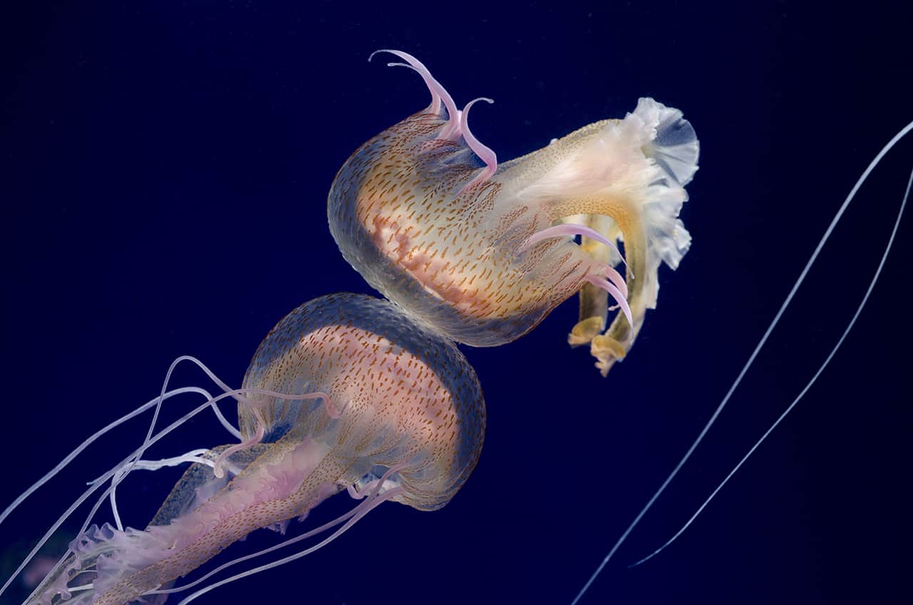 océanopolis méduse